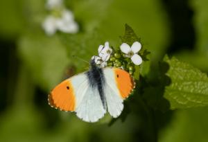 Lille billede
