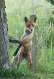 Lille billede