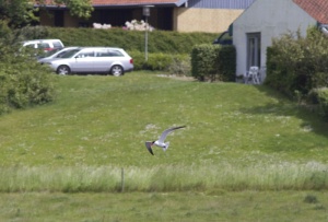 Lille billede
